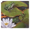 Image sur Puzzle Le cycle de la vie de la grenouille